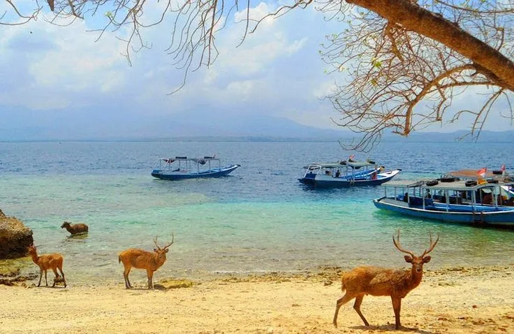 Menjangan Island