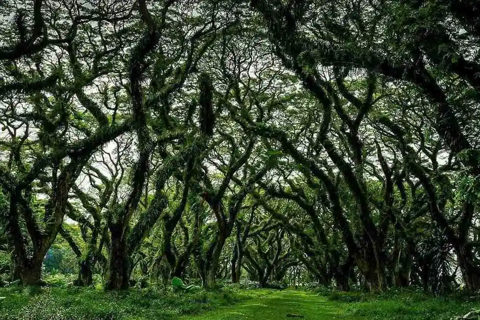 Hutan Djawatan, Taman Nasional Baluran,  Menjangan  dan Tabuhan Island, Kawah Ijen, Kawah Wurung